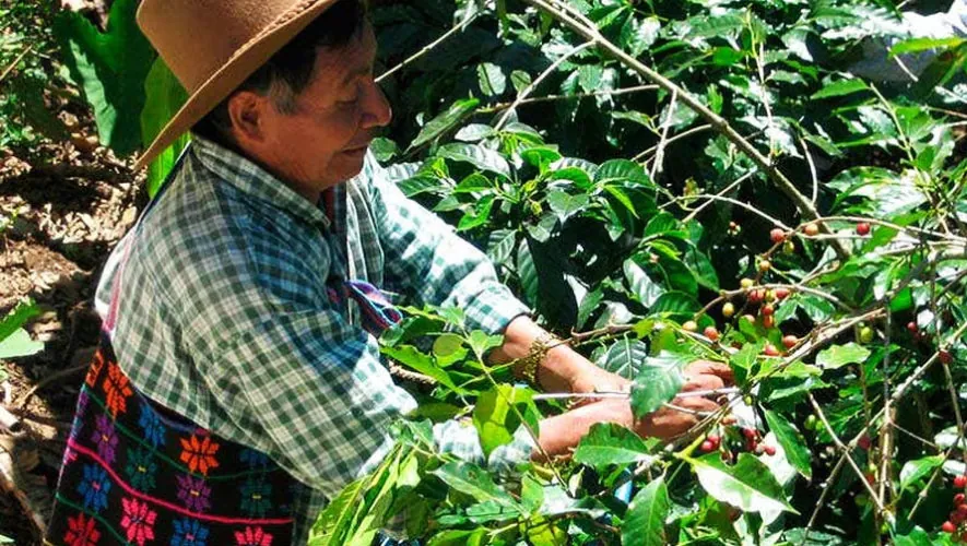 Caficultor en su cafetal en San Lucas Tolimán, Sololá